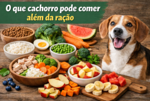 O que cachorro pode comer além da ração
