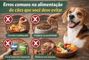 Erros comuns na alimentação de cães que você deve evitar