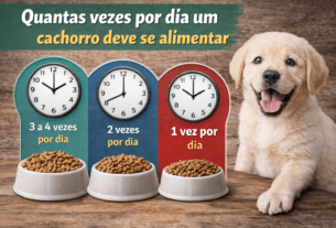 Quantas vezes por dia um cachorro deve se alimentar
