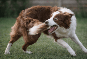 Por que cachorro corre atrás do próprio rabo?