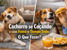 Cachorro que fica se coçando