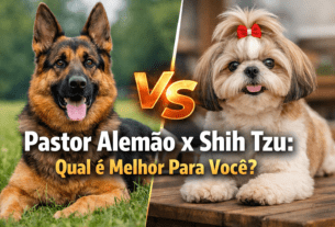 Pastor Alemão x Shih Tzu